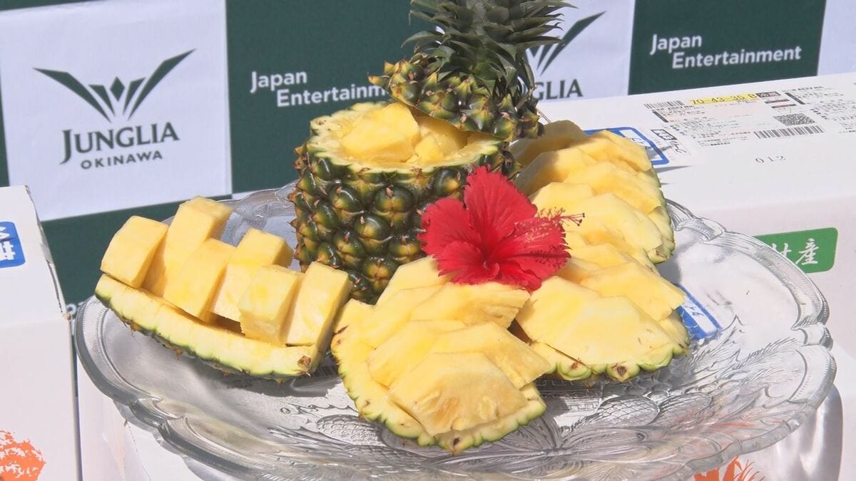 甘い果汁いっぱい　ふるさと納税返礼品のパイナップル出発式　今帰仁村