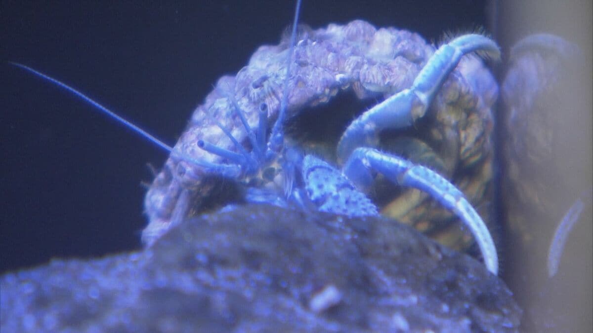 数万匹に1匹の“青いヤドカリ” 突然変異で誕生 通常はオレンジ色 8月に浜名湖で発見される 竹島水族館 愛知･蒲郡市