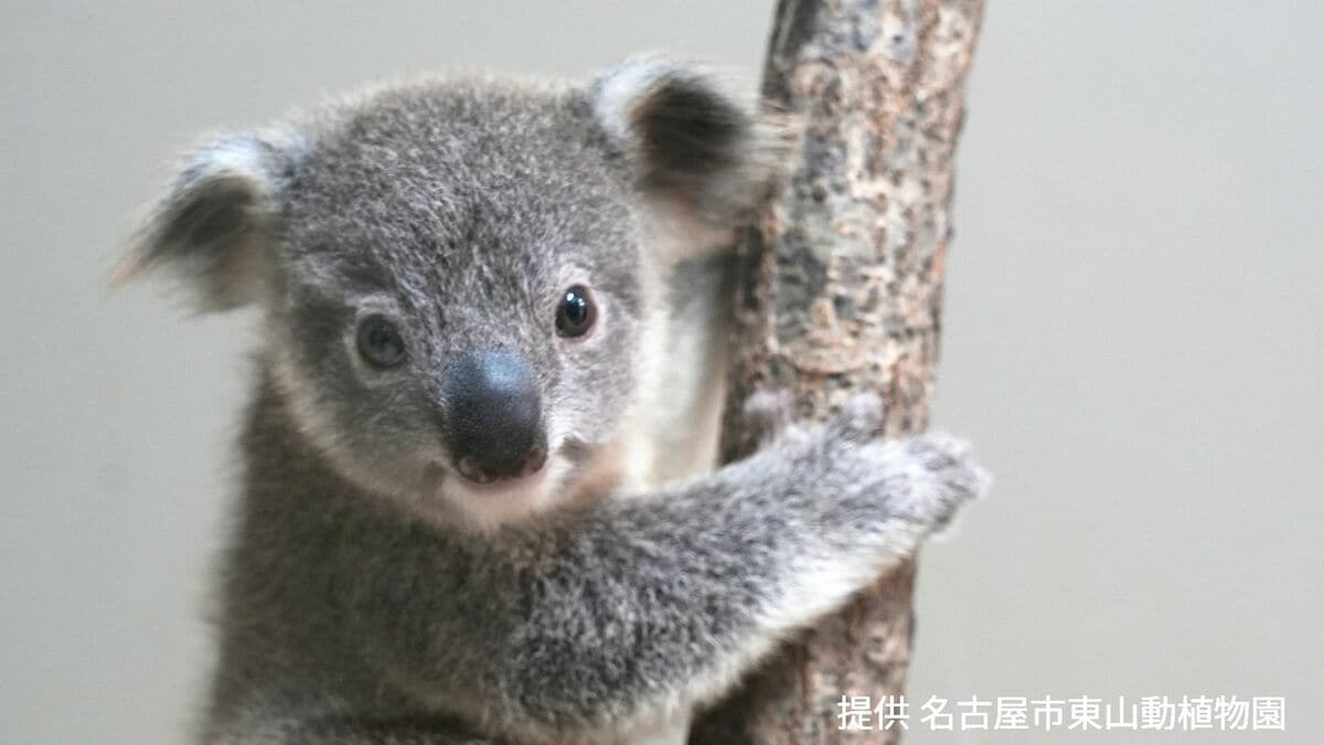 1月に生まれた赤ちゃんコアラの命名式も…4つの候補名から投票 レッサーパンダにも赤ちゃん生まれ｢人気動物ベストテン｣は大注目 10月10日から｢東山動植物園秋祭り｣ 名古屋