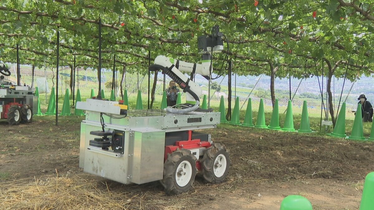 AI搭載の多機能ロボット　ブドウ畑で摘粒作業を実演　2030年度の実用化目指す　山梨
