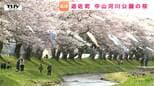 「桜」と「こいのぼり」と「鳥海山」のコラボレーション! 絶景を一目見ようと多くの人(山形・遊佐町)|TBS NEWS DIG