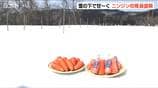 「雪の下で越冬し甘みやうま味が凝縮」　『雪下にんじん』出荷最盛期　新潟・阿賀町|TBS NEWS DIG