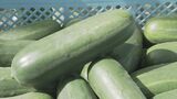 平年よりも出来は良好! 加賀野菜「加賀太きゅうり」初出荷|TBS NEWS DIG