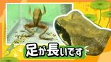 「ワン！と鳴くカエル」の新種を発見　独自の進化とげ虫のように鳴くカエルを展示　福岡　|　福岡のニュース｜RKB NEWS｜RKB毎日放送