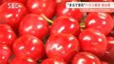 「赤い宝石」ハウスサクランボの初出荷 温度管理に苦労も…「色付きが良く大粒に」 ハウス栽培のシャインマスカットも初出荷 燃料費など生産コストが高騰…今季は高値で取り引きか|TBS NEWS DIG