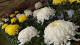 大菊など45人が丹精込めて育てた300点余りを展示 「大分市菊花展」始まる | 大分のニュース|OBS NEWS|大分放送