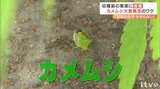28年ぶり“カメムシ警報” なぜ大量発生?平年の90倍超の地点も… | 愛媛のニュース - Nスタえひめ|あいテレビは6チャンネル
