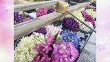 神社に『映える』アジサイの「花手水」梅雨の季節を鮮やかに　福島|TBS NEWS DIG
