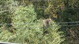 野生のサルが集団で…電線を綱渡り　感電しなかったワケは　|　BSSニュース | BSS山陰放送
