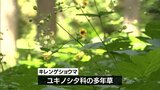 絶滅危惧種「キレンゲショウマ」 高千穂町で見ごろに |TBS NEWS DIG