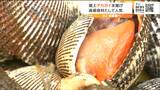 身が厚く香りも良い閖上のアカガイ 今シーズンの水揚げも順調「心配なく供給できている」宮城・名取市|TBS NEWS DIG