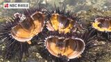 初夏の味覚!”ウニ漁”解禁 | 長崎のニュース | 天気 | NBC長崎放送