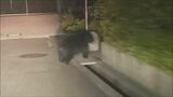 金沢市の住宅街で会社員がクマに遭遇　|　石川県のニュース｜MRO北陸放送