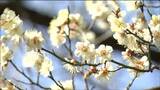 「気温上昇」仙台で21.2度など「5月並みの陽気に」宮城 | 宮城のニュース│tbc NEWS│tbc東北放送