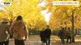 全長200メートル超え! 天童市のイチョウ並木が見ごろ 老若男女を楽しませる黄金色に染まった秋の世界(山形)|TBS NEWS DIG