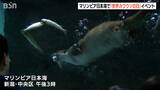 「世界カワウソの日」乱獲で減少する中 新潟市の水族館で生態などを学ぶイベント|TBS NEWS DIG