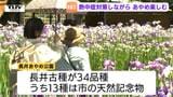長井市のシンボルあやめが見ごろ 広がる水彩画のような美しい景色! 暑さ対策をしながら初夏の風景を楽しむ(山形) | 山形のニュース│TUYテレビユー山形