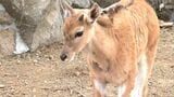 「めちゃくちゃ可愛いです」アフリカに生息する牛の仲間「エランド」の赤ちゃん すくすく成長＝静岡・伊豆シャボテン動物公園　|　静岡のニュース | SBSNEWS | 静岡放送