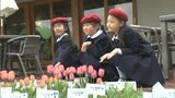 保育施設に通う子どもたちが大事に育てたチューリップ約1万本 池田動物園に贈呈【岡山】 | 岡山・香川のニュース | 天気 | RSK山陽放送
