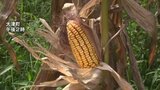『家畜飼料』が価格高騰でピンチ! 安定収量が見込める国産飼料「子実トウモロコシ」の収穫が公開 熊本 | 熊本のニュース|RKK NEWS|RKK熊本放送