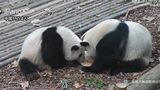 「和葉（ホーイェ）」は実は「メス」だった　「姉弟」パンダ　実は「姉妹」　中国・成都ジャイアントパンダ繁殖研究基地|TBS NEWS DIG