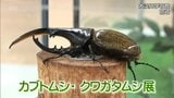 外国の珍しいカブトムシやクワガタ 約20種類を展示　宮崎市の大淀川学習館で「カブトムシ・クワガタムシ展」　|　MRTニュース ｜ ＭＲＴ宮崎放送