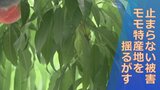 「収穫と喜びを感じていたさなかで…」止まらないモモ盗難 警察は警告アラーム付き回転灯100個を地元JAに寄贈 対策を支援|TBS NEWS DIG