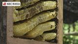 「こんなに甘いの初めて食べた」長崎県対馬で二ホンミツバチの採蜜体験　|　長崎のニュース | 天気 | NBC長崎放送