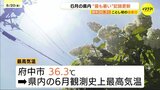 広島でも今年初の猛暑日 府中市36.3℃は広島県の6月観測史上最高を更新 異例の厳しい暑さピーク|TBS NEWS DIG