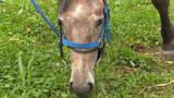 東北地方が梅雨入り 盛岡市の河川敷では装束馬を係留しチャグチャグ馬コ行列待つ|TBS NEWS DIG