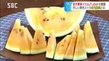 若手農家＆YouTuberが挑戦！激甘の“黄色いスイカ”|TBS NEWS DIG