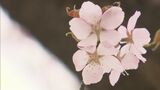 “幻のサクラ”桜峠のオオヤマザクラ、まもなく満開に　福島・北塩原村|TBS NEWS DIG