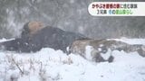 かやぶき屋根の家で3兄弟の子育て やまこさん家族の冬~春 | 山口のニュース・天気・防災|tys NEWS|tysテレビ山口