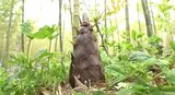 今シーズンは当たり年!タケノコ狩りの収穫体験にぎわう 5月上旬まで楽しめそう 長野・豊丘村|TBS NEWS DIG