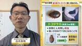 【GWは要注意】数年前に社会問題化『トコジラミ』外出増える連休は「外国からの持ち帰り」に注意…家のどこにいる?近くにいるサインは? 害虫駆除の専門家に聞きました|TBS NEWS DIG