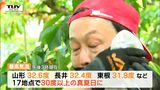 「汗はしぼれるくらいです」県内17地点で真夏日！山形市と長井市では32度以上！ さくらんぼ園では額の汗をぬぐいながら収穫作業（山形）　|　山形のニュース│TUYテレビユー山形