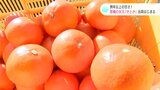 例年以上の甘さ！果汁たっぷり柑橘の女王「せとか」出荷はじまる　見分けるポイントは色の濃さと皮の粒、“へた”の大きさ|TBS NEWS DIG