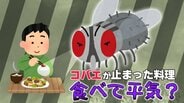 冬に発生の可能性も？「コバエが、料理に一瞬だけ止まってしまった！」その料理、衛生的に大丈夫？専門家に聞いた|TBS NEWS DIG