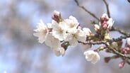 【2026年 桜開花予想】富山、金沢、福井は（4月2日）同時に開花か？北陸三県の桜が織りなす競演に期待【ウェザーニュース 25日発表】　|　富山のニュース｜天気・防災｜チューリップテレビ