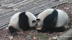 「和葉（ホーイェ）」は実は「メス」だった　「姉弟」パンダ　実は「姉妹」　中国・成都ジャイアントパンダ繁殖研究基地| TBS CROSS DIG with Bloomberg