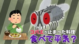 「コバエが、料理に一瞬だけ止まってしまった！」その料理、衛生的に大丈夫？専門家に聞いた|TBS NEWS DIG
