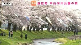 「桜」と「こいのぼり」と「鳥海山」のコラボレーション！ 絶景を一目見ようと多くの人（山形・遊佐町）|TBS NEWS DIG