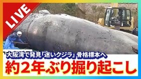 【速報】鯨はどんな姿に…？２年前に埋設された『迷いクジラ』　大阪・堺市で約２年ぶりに掘り起こし、骨格標本へ|TBS NEWS DIG