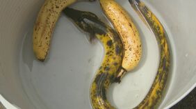 バナナそっくりのウナギ「バナナウナギ」が釣れて…「十万匹に一匹」レアなウナギに“引き取り希望”殺到　「飼い主」の座を射止めたのは…ウナギ研究者目指す大学生　決め手は「名字」|TBS NEWS DIG
