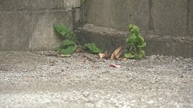 【速報】車内で"熱中症" 生後11か月の男児が死亡　母親「家事や仕事に気を取られて」　熱中症警戒アラート発表中 32.5℃まで気温上がる　熊本市|TBS NEWS DIG