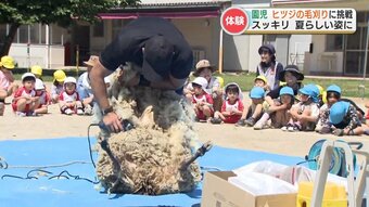 「ふわふわ 持って帰りたい」幼稚園児が毛刈りしたヒツジ　生まれて初めてのカットで夏らしくスッキリ　|　熊本のニュース｜RKK熊本放送