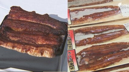 拾った骨 中国産 拾った骨 中国産 拾った骨 中国産 ヒミズの骨格標本をご