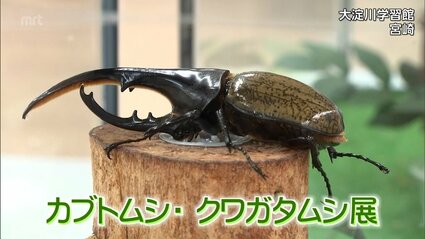 外国の珍しいカブトムシやクワガタ 約20種類を展示 宮崎市の大淀川学習
