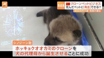 死んだペットに「再会」できる！？急成長する中国のクローンペット