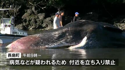 黒之瀬戸海峡で死んだマッコウクジラをかごしま水族館が調査 | 鹿児島